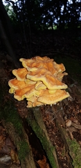 Fungi