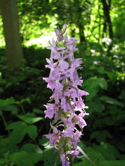 Dactylorhiza