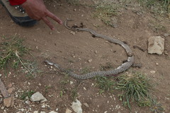 Hemorrhois ravergieri