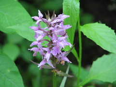 Dactylorhiza