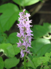 Dactylorhiza