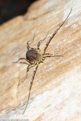 Oligolophus hanseni