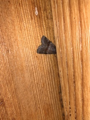 Oligia minuscula