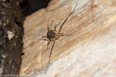 Oligolophus hanseni