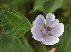 Althaea
