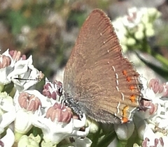 Satyrium esculi