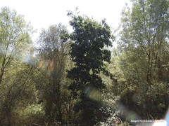 Alnus lusitanica