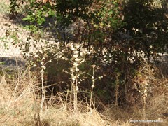 Smyrnium perfoliatum