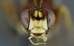 Rubicundiella
