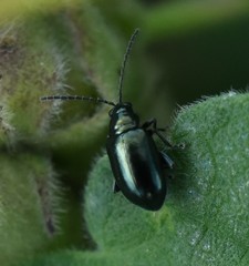 Phyllotreta nigripes