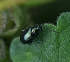 Phyllotreta nigripes