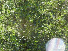 Alnus lusitanica
