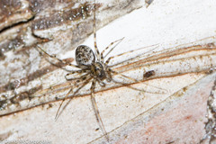 Drapetisca alteranda