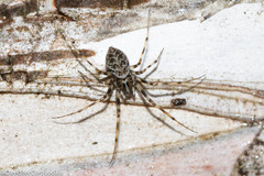 Drapetisca alteranda