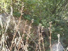 Pimpinella villosa