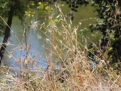 Hordeum murinum leporinum