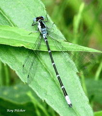 Chromagrion conditum