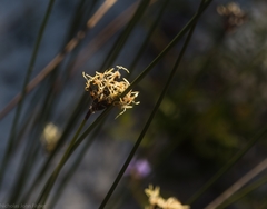 Schoenus ericetorum