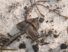 Dichromodes triparata