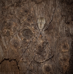 Tamopsis fickerti