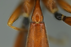 Rubicundiella