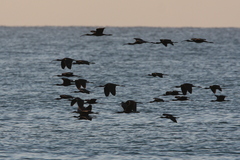 Plegadis falcinellus