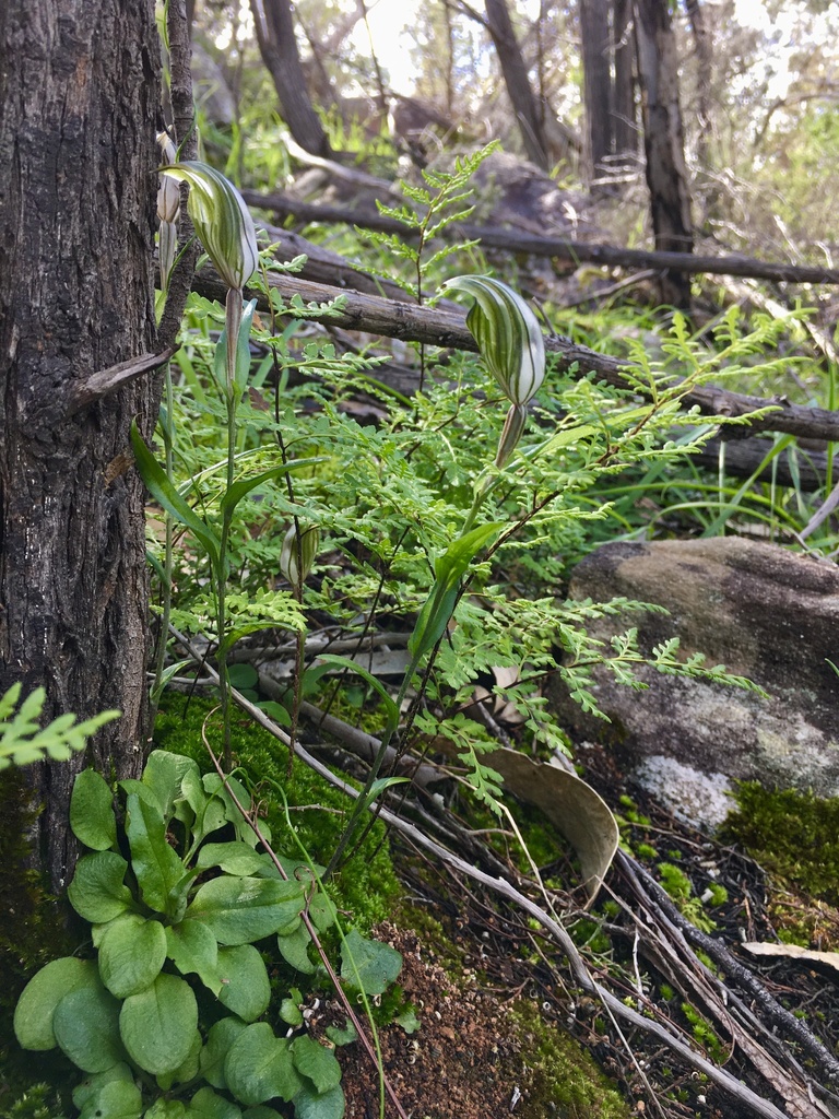 large striped greenhood from Kersbrook, SA, AU on August 25, 2020 at 11