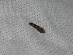 Mystacides longicornis