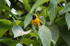 Carterornis chrysomela