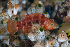 Oxycheilinus bimaculatus