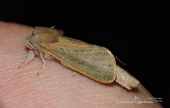 Phragmataecia castaneae