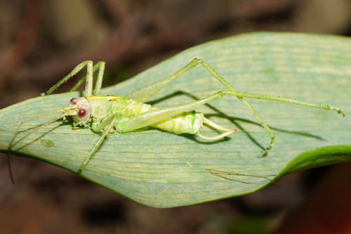 Southern Oak Bush-cricket