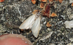 Acentria ephemerella
