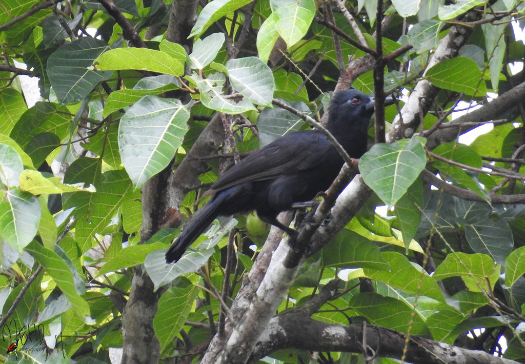 Obi Paradise-crow photo