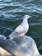 Larus delawarensis