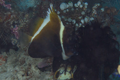 Heniochus varius