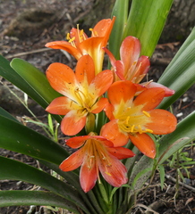 Clivia miniata miniata