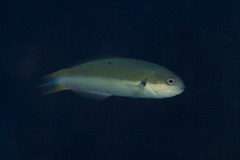 Thalassoma amblycephalus