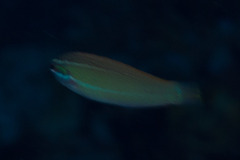 Pseudocoris yamashiroi