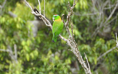 Prioniturus flavicans