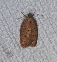 Garrha atripunctatella