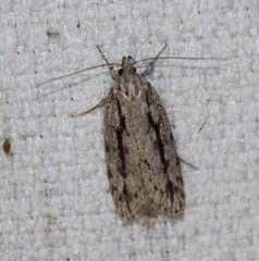 Eulechria xeropterella