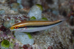 Stethojulis interrupta