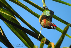 Chalcopsitta scintillata