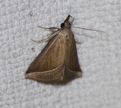Hypena conscitalis