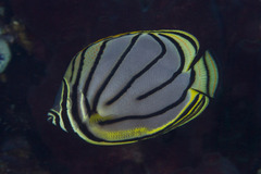 Chaetodon meyeri