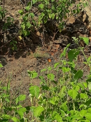 Danaus chrysippus chrysippus