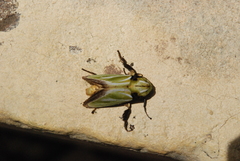 Parasa euchlora