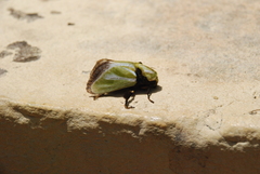 Parasa euchlora