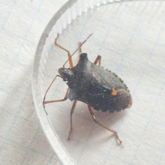 Pentatoma rufipes